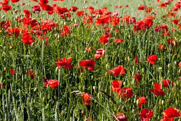 red poppies that have begun to fade