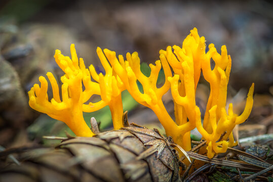 Yellow fungus on the ground