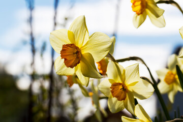yellow flowers of daffodils during flowering