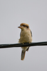A bright eyed laughing kookaburra (Dacelo novaeguineae) sitting on a thick overhead wire in Yarra Valley Victoria