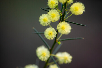Close up of yellow fluffy balls of wattle flowers (Acacia paradoxa) with spiny thin green leaves, indigenous to the Nillumbik region of Victoria, Australia.