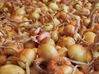 farm harvest of onions. drying onions on the street