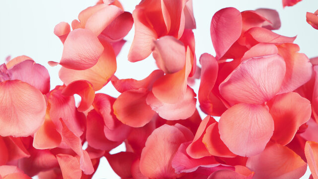 Freeze motion of rose petals flying on red background