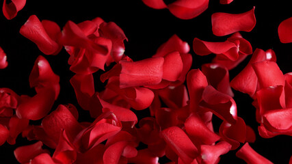 Freeze motion of rose petals flying on black background