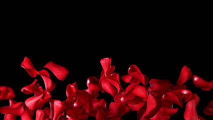 Freeze motion of rose petals flying on black background