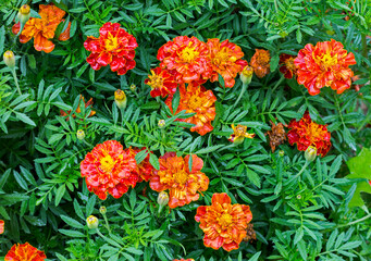 Marigolds (Tagetes).
 Unpretentious plants from Mexico are used in the landscape, front gardens, on the territory near private houses and in apartments.