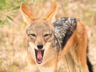 ナミビアのエトーシャ国立公園のジャッカル