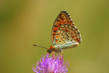 butterfly on a flower