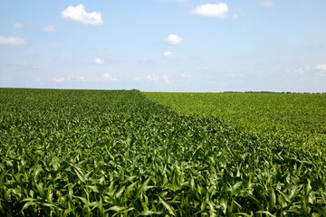 beet tops for sugar production