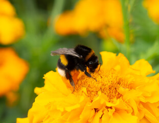 bumblebee close-up sitting on a flower