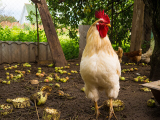 white rooster, proud rooster in the hen house on the farm