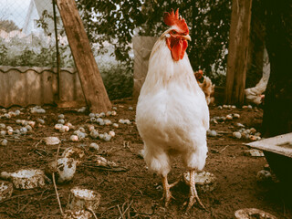 white rooster, proud rooster in the hen house on the farm