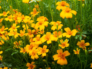 summer background, beautiful growing yellow flowers in the garden