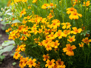 Fototapeta premium summer background, beautiful growing yellow flowers in the garden