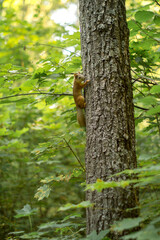 A red squirrel is sitting on a tree in a dense forest