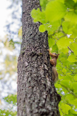 A red squirrel is sitting on a tree in a dense forest