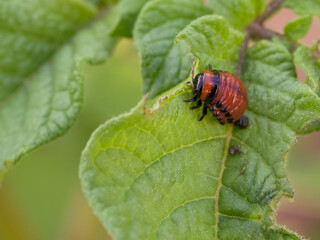 The Colorado potato beetle larva eats a potato leaf.