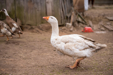 old white goose portait on nature outdoor