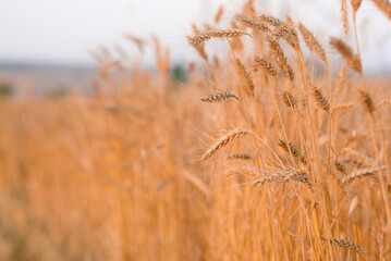 Obraz premium golden wheat field