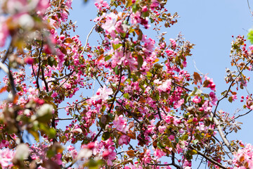 pink cherry blossom flowers in spring