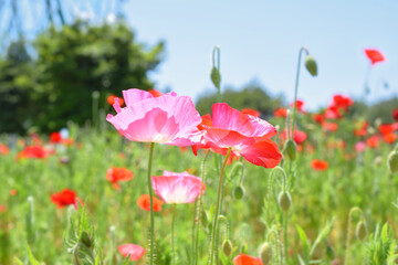 シャーレーポピー