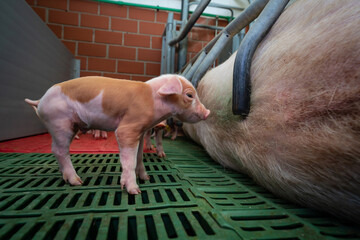 Moderne Ferkelerzeugung - rotbuntes Ferkel steht alleine vor der Rücken der Muttersau.