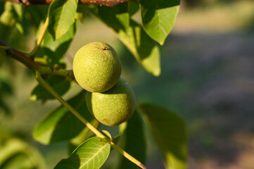 Green fresh walnuts at sunset. Walnut tree leaves in summer. Unripe walnuts growing on a tree in orchard, close up. 