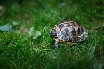 Land turtle walks among the grass, walking a pet in the park, in the backyard