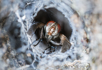 Macrophotography of a fly trapped in a spider web tunnel. Fly macro close up.

Macrofotografía de una mosca atrapada en un tunel de tela de araña.