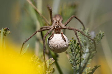 Pisaura mirabilis carrying the egg-cocoon in her chelicerae.

Macrophotography of a spider with eggs.
Spider close up. Wildlife photography.