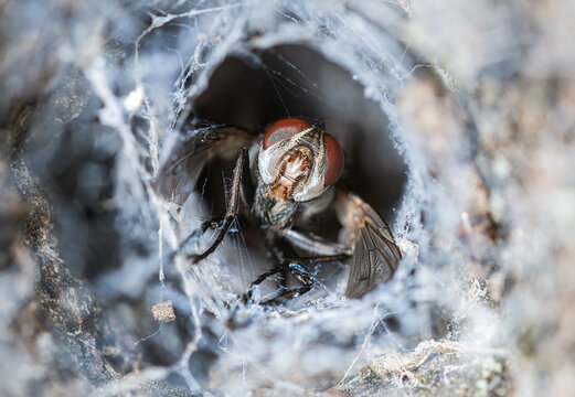 Macrophotography of a fly trapped in a spider web tunnel. Fly macro close up.

Macrofotograf&iacute;a de una mosca atrapada en un tunel de tela de ara&ntilde;a.