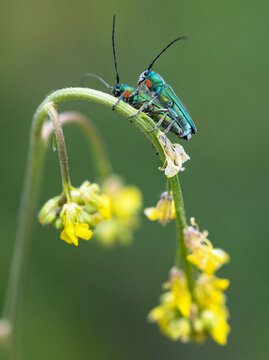 Mating Cerambycidae (Phytoecia caerulea).
Insect couple mating on a plant.
Closeup photography of colorful insects.