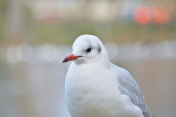 Close-up portrait of a seagull.