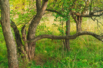 Beautifully curved trunk of an apple tree in an apple orchard