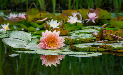 Magic big bright pink water lily or lotus flower Perry's Orange Sunset in garden pond. Nymphaea reflected in water. Flower landscape for nature wallpaper