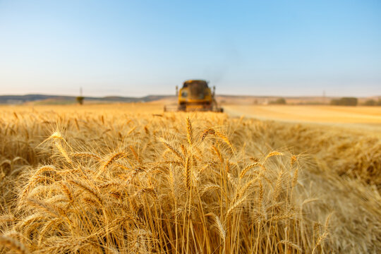 Wheat harvest at sunset with combine harvester