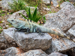 iguana on a rock