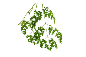 Moringa oleifera isolated on white