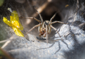 Labyrinth spider (Agelena labyrinthica) at the entrance of its funnel-web.

Little spider on its spider web.