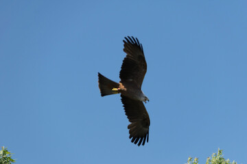 eagle in flight