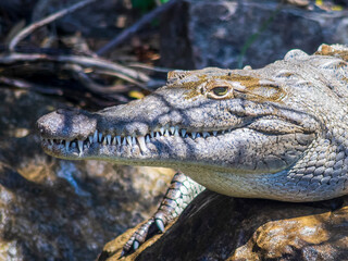 crocodile in the water