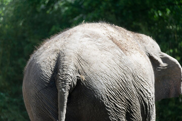 Fototapeta premium elephant in zoo