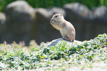 american prairie dog