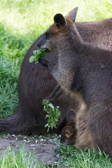 koala bear