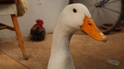 White feathered duck yellow mouth black eyes standing on the ground.