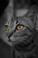 cat with golden eyes, cat portrait