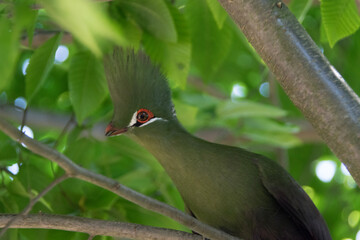 black crowned crane