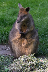 Naklejka premium kangaroo in the zoo