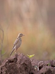 Fototapeta premium Paddyfield pipit on the ground