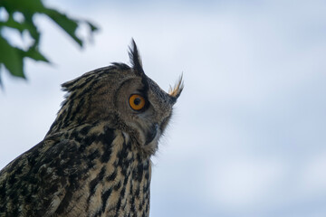 great horned owl
